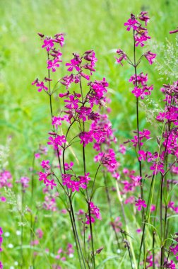 Silene viscaria (yapışkan kedi sineği veya yapışkan campion), Caryophyllaceae familyasından bir bitki türü. Nispeten yüksek miktarda brassinosteroid içerir.