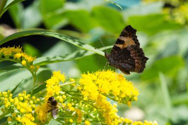 flower of Solidago commonly called goldenrods comes from North America including Mexico native to South America and Eurasia Butterfly Vanessa atalanta the red admiral or previously the red admirable clipart