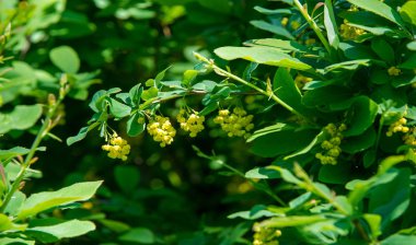 Berberis vulgaris, Berberiler (Berberis vulgaris) familyasından bir böğürtlen türü. Yenilebilir asit dutları üretiyor. Birçok ülkede meyveleri için yetiştirilir..