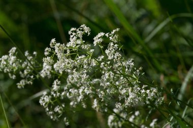 Yaz fotoğrafçılığı Güneşli bir gün Beyaz kır çiçekleri