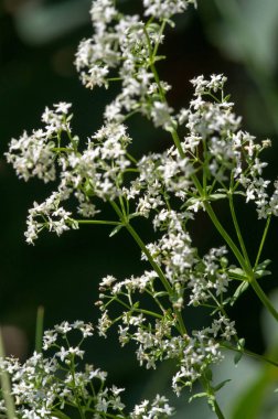 Yaz fotoğrafçılığı Güneşli bir gün Beyaz kır çiçekleri