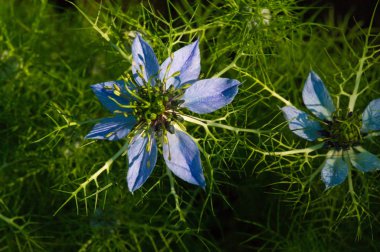 Nigella, sisin içinde aşkı, çalılıklarda büyüyen şeytanı da içeren bir bitki türü. Nigella Damascena bahçeleri, Elizabeth 'ten beri İngiliz bahçelerinde yetişiyor.