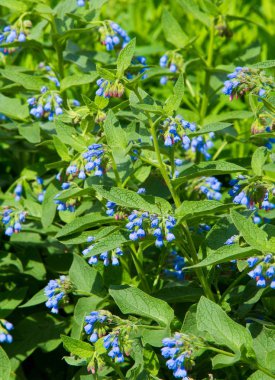 Symphytum, Boraginaceae, Boraginaceae familyasından bir bitki türü. Toplu olarak biliniyor. Bazı türler ve melezler, özellikle S. officinale ve S. uplandicum. 