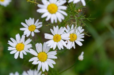 Matricaria papatya kabilesinde çiçek açan bir bitki cinsidir. Mayweed genel bir isimdir. Bu Avustralya Matrikaria Occidentalis 'inde yaygın bir doğal sağlık sebebidir.
