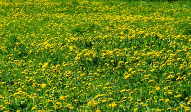 Doku, arkaplan, desen, çimenlikteki çimenler, yemyeşil doymuş renk. Karmaşık çimenler