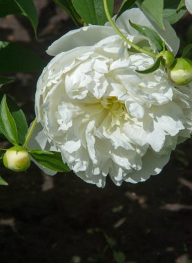Şakayıklar, gösterişli çiçekleri için uzun zamandır yetiştirilen kuzey ılıman bölgelerin bitkisel veya çalısı bitkileridir..