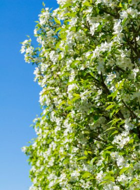 Elma Çiçekleri, Elma Çiçeği. Doğal yeşil arka planda gün ışığında. Ağaç beyazı baharda çiçek açar..