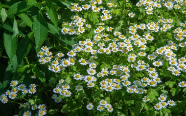 Papatya çiçekleri. papatya, papatya tekerleği, papatya zinciri, papatya. Çiçekler gibi beyaz ve sarı papatya ile aromatik bir Avrupa bitki,.