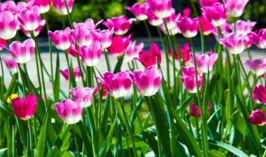 Laleler. Cesurca renklendirilmiş fincana benzer çiçekleri olan soğanlı bir bahar çiçeği..