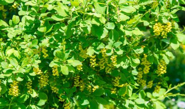 Berberis vulgaris, Berberiler (Berberis vulgaris) familyasından bir böğürtlen türü. Yenilebilir asit dutları üretiyor. Birçok ülkede meyveleri için yetiştirilir..