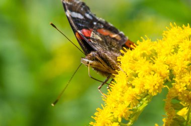 Solidago 'nun çiçekleri genellikle Kuzey Amerika' dan gelir. Güney Amerika 'ya özgü Meksika ve Avrasya Kelebeği Vanessa atalanta da dahil. Kızıl Amiral ya da daha önce takdire şayan olan