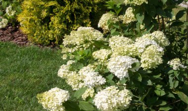 Viburum opulus var steril Boule de neige 'in Avrupa kızılcık çalısı. Hanımeli ailesinin bir çalısı. Yuvarlak beyaz çiçek kümeleri onu kırmızı böğürtlen takip ediyor..