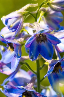 Delphinium, Ranunculaceae familyasından Kuzey Yarımküre 'de ve ayrıca tropikal Afrika' nın yüksek dağlarında yaşayan yaklaşık 300 tür bitkiden oluşan bir cinstir..