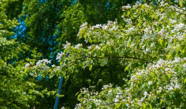 Elma Çiçekleri, Elma Çiçeği. Doğal yeşil arka planda gün ışığında. Ağaç beyazı baharda çiçek açar..