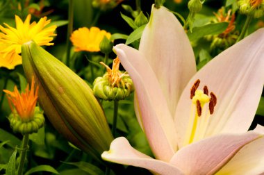 Lilium üyeleri gerçek zambaklar, büyük, belirgin çiçekleri olan, ampullerden büyüyen bir bitki cinsidir. Zambaklar önemli bir çiçek açan bitkidir. 