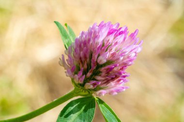 Yonca, bezelye familyasının yoğun, küresel çiçek başları ve tipik olarak üç lob yaprakları olan bitkisel bitkisidir. Önemli ve geniş bir alanda yetişmiş bir mahsul ve rotasyonel bir mahsul..