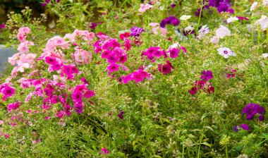 Phlox alevi; çoğunlukla Kuzey Amerika 'da, biri Sibirya' da ormanlık ve bozkırlardan farklı bir yaşam alanında bulunur. Kimisi baharda, kimisi yazın ve sonbaharda.