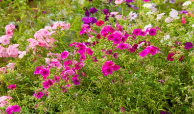Phlox alevi; çoğunlukla Kuzey Amerika 'da, biri Sibirya' da ormanlık ve bozkırlardan farklı bir yaşam alanında bulunur. Kimisi baharda, kimisi yazın ve sonbaharda.