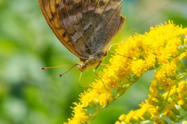Solidago 'nun çiçekleri genellikle Kuzey Amerika' dan gelir. Güney Amerika 'ya özgü Meksika ve Avrasya Kelebeği Vanessa atalanta da dahil. Kızıl Amiral ya da daha önce takdire şayan olan