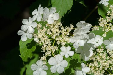 Viburum çiçekleri. Çiçekler 5-15 cm genişliğinde, her çiçek beyaz, krema ya da pembe, küçük, 3-5 mm genişliğinde, beş yapraklı, bazı türlerde güçlü kokulu..