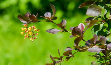 Berberis vulgaris, Berberiler (Berberis vulgaris) familyasından bir böğürtlen türü. Yenilebilir asit dutları üretiyor. Birçok ülkede meyveleri için yetiştirilir..