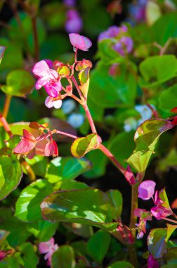 Begonya, Begonya familyasından bir bitki cinsidir. Begonyalar nemli astropikal ve tropikal iklime özgüdür. Bazı türler genellikle kapalı alanlarda yetişir..