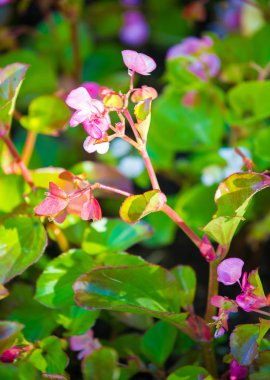 Begonya, Begonya familyasından bir bitki cinsidir. Begonyalar nemli astropikal ve tropikal iklime özgüdür. Bazı türler genellikle kapalı alanlarda yetişir..