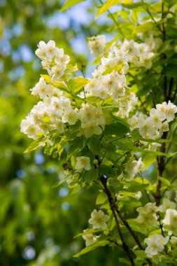 Yasemin, parfüm veya çayda kullanılan kokulu çiçekleri taşıyan Eski Dünya çalısı ya da tırmanma bitkisidir. Bir süs olarak popülerdir. Fluminense Altın Sahili Yasemin