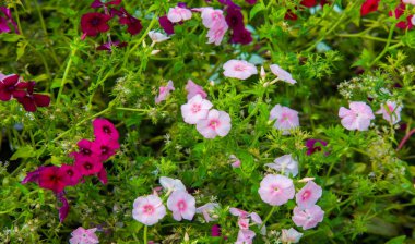 Phlox alevi; çoğunlukla Kuzey Amerika 'da, biri Sibirya' da ormanlık ve bozkırlardan farklı bir yaşam alanında bulunur. Kimisi baharda, kimisi yazın ve sonbaharda.