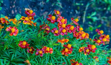 Marigold Hiçbir yıllık kadife çiçeği yetiştirmekten daha neşeli ve kolay değildir. Bu çiçekler, yazlık ve sonbahar bahçelerimize altın, bakır ve pirinçten bir servet getiren yıllık harcamalar.