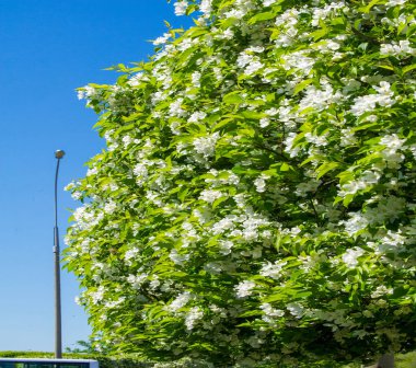 Elma Çiçekleri, Elma Çiçeği. Doğal yeşil arka planda gün ışığında. Ağaç beyazı baharda çiçek açar..