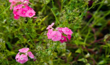 Phlox alevi; çoğunlukla Kuzey Amerika 'da, biri Sibirya' da ormanlık ve bozkırlardan farklı bir yaşam alanında bulunur. Kimisi baharda, kimisi yazın ve sonbaharda.