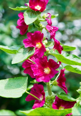 Althaea officinalis veya marsh-mallow, otçullukta ve kökten yapılan süs bitkilerinde kullanılan Avrupa, Batı Asya ve Kuzey Afrika 'ya özgü kalıcı bir türdür.