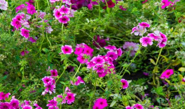 Phlox alevi; çoğunlukla Kuzey Amerika 'da, biri Sibirya' da ormanlık ve bozkırlardan farklı bir yaşam alanında bulunur. Kimisi baharda, kimisi yazın ve sonbaharda.