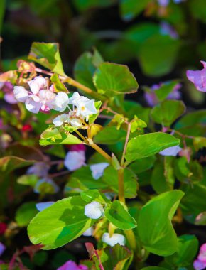 Begonya, Begonya familyasından bir bitki cinsidir. Begonyalar nemli astropikal ve tropikal iklime özgüdür. Bazı türler genellikle kapalı alanlarda yetişir..