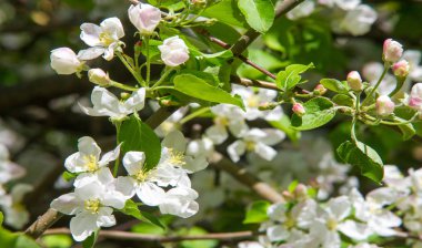 Elma Çiçekleri, Elma Çiçeği. Doğal yeşil arka planda gün ışığında. Ağaç beyazı baharda çiçek açar..