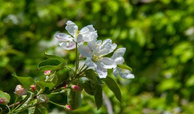 Elma Çiçekleri, Elma Çiçeği. Doğal yeşil arka planda gün ışığında. Ağaç beyazı baharda çiçek açar..