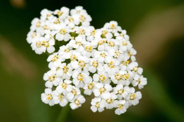 Aegopodyum. En tanınmış üyesi Aegodium podagraria, dağdaki kar, piskopos otu, gutweed, Avrupa ve Asya 'ya özgüdür..