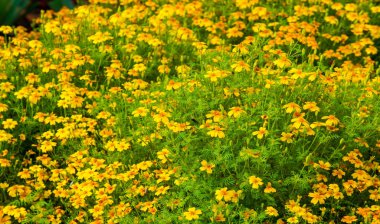 Marigold Hiçbir yıllık kadife çiçeği yetiştirmekten daha neşeli ve kolay değildir. Bu çiçekler, yazlık ve sonbahar bahçelerimize altın, bakır ve pirinçten bir servet getiren yıllık harcamalar.