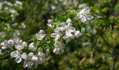 Elma Çiçekleri, Elma Çiçeği. Doğal yeşil arka planda gün ışığında. Ağaç beyazı baharda çiçek açar..