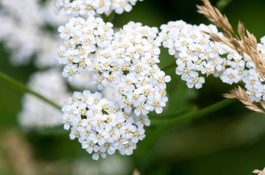 Aegopodyum. En tanınmış üyesi Aegodium podagraria, dağdaki kar, piskopos otu, gutweed, Avrupa ve Asya 'ya özgüdür..