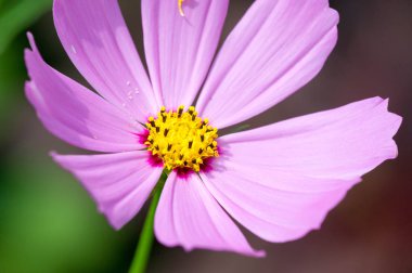 Kozmos, türlerin çoğunun oluştuğu Meksika 'da ve Amerika Birleşik Devletleri' nde Washington, Orta Amerika 'daki Olimpik Pennsula' ya kadar otlakların ve çayırların doğduğu yerdir.,