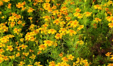 Marigold Hiçbir yıllık kadife çiçeği yetiştirmekten daha neşeli ve kolay değildir. Bu çiçekler, yazlık ve sonbahar bahçelerimize altın, bakır ve pirinçten bir servet getiren yıllık harcamalar.