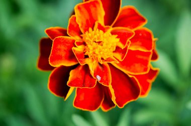 Tür Tagetes lucida, pericones olarak bilinen, Meksika'da tatlı, aromalı anasonlu tıbbi çay yapmak için kullanılır. Aynı zamanda bir Teksas tarhun, Meksika et çivi olarak bir mutfak olarak kullanılır