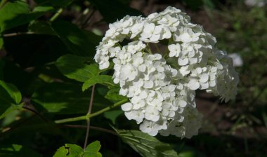 Viburum opulus var steril Boule de neige 'in Avrupa kızılcık çalısı. Hanımeli ailesinin bir çalısı. Yuvarlak beyaz çiçek kümeleri onu kırmızı böğürtlen takip ediyor..