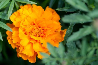 Tür Tagetes lucida, pericones olarak bilinen, Meksika'da tatlı, aromalı anasonlu tıbbi çay yapmak için kullanılır. Aynı zamanda bir Teksas tarhun, Meksika et çivi olarak bir mutfak olarak kullanılır