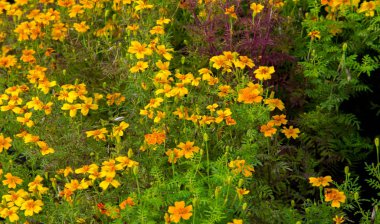 Marigold Hiçbir yıllık kadife çiçeği yetiştirmekten daha neşeli ve kolay değildir. Bu çiçekler, yazlık ve sonbahar bahçelerimize altın, bakır ve pirinçten bir servet getiren yıllık harcamalar.