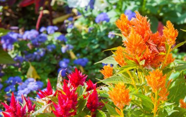 Bir buket çiçek. Çekici bir şekilde düzenlenmiş bir demet çiçek, özellikle bir hediye olarak sunulan ya da bir törende taşınan. burun, lezzet
