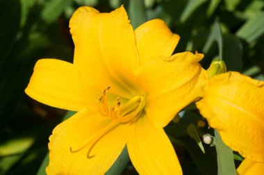 Zambak zambakları Lily - Çiçekler büyük, genellikle hoş kokulu ve beyaz, sarı, portakal, pembe, kırmızı ve mor gibi çok çeşitli renklerde sunulurlar. İşaretler arasında noktalar ve fırça darbeleri var. İnci organları olan lbs. Biraz.