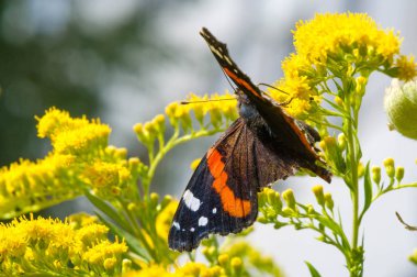 Solidago 'nun çiçekleri genellikle Kuzey Amerika' dan gelir. Güney Amerika 'ya özgü Meksika ve Avrasya Kelebeği Vanessa atalanta da dahil. Kızıl Amiral ya da daha önce takdire şayan olan